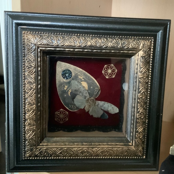 Real framed leaf hopper insect - Picture 1 of 2